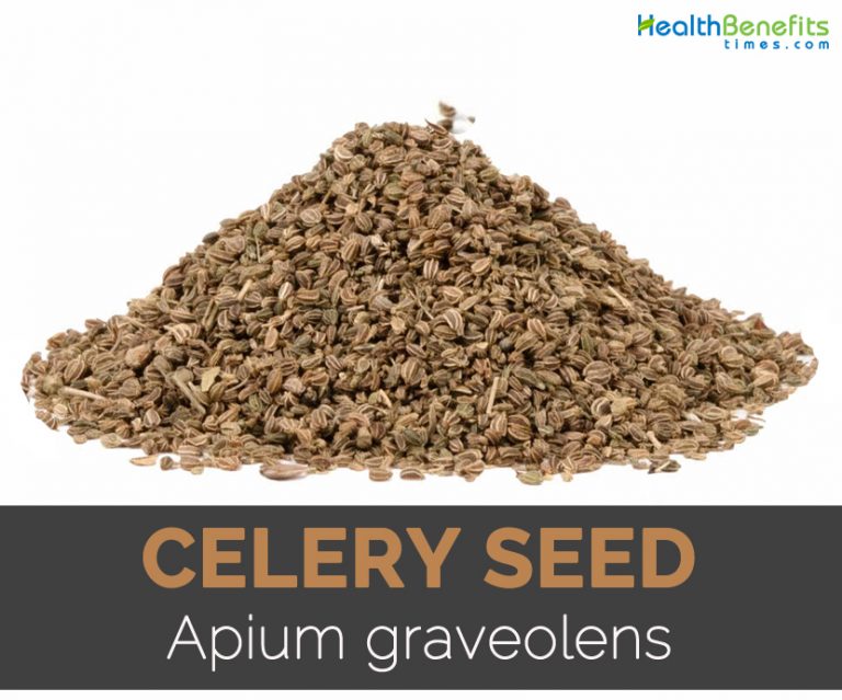 Celery seed Facts, Health Benefits and Nutritional Value