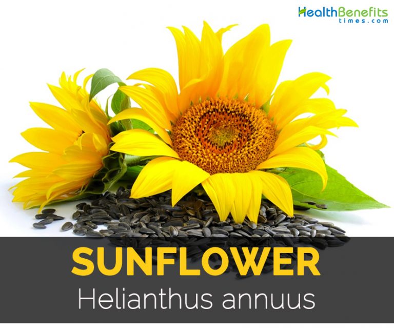 Sunflower Facts, Health Benefits and Nutritional Value