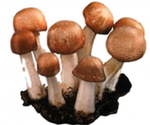 Health benefits of Agaricus Blazei Mushroom
