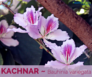 Health benefits of Kachnar