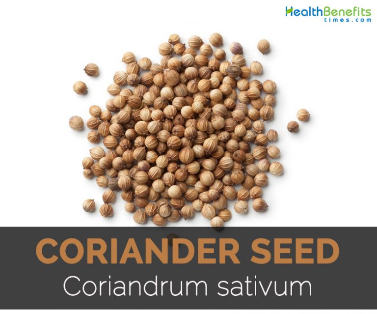 Coriander Seeds Facts, Health Benefits & Nutritional Value