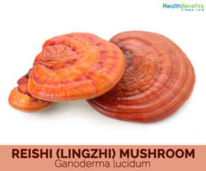 Reishi-Mushroom-Facts-and-health-benefits