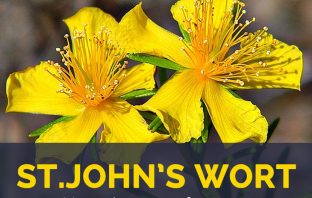 St. John’s Wort facts and health benefits