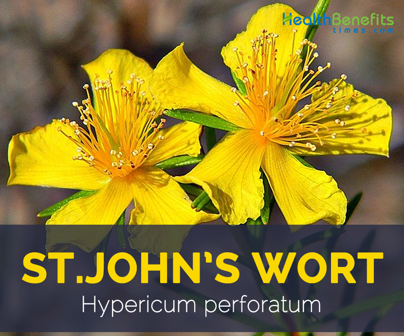 St. John’s Wort facts and health benefits