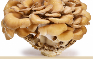 Health Benefits of Maitake Mushrooms