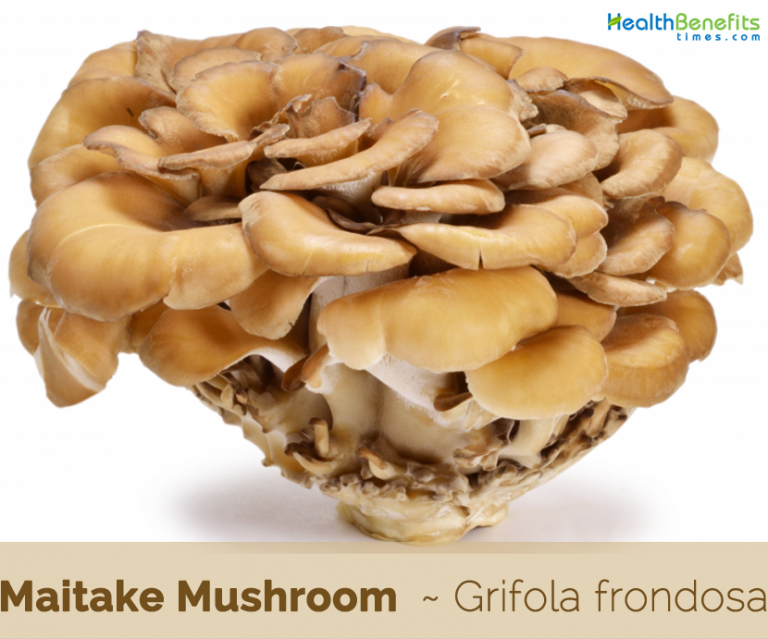 Maitake Mushroom facts and health benefits