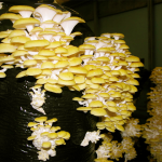 Pleurotus citrinopileatus (Golden Oyster Mushroom)
