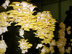 Pleurotus citrinopileatus (Golden Oyster Mushroom)
