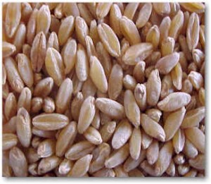 Durum wheat
