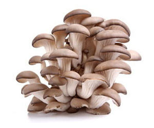 Health Benefits Of Oyster Mushroom