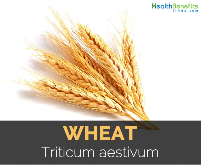 Wheat nutrition facts and health benefits HB times