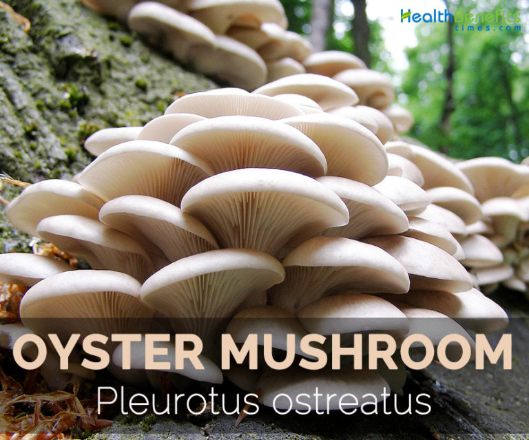 Oyster mushroom Facts, Health Benefits & Nutritional Value