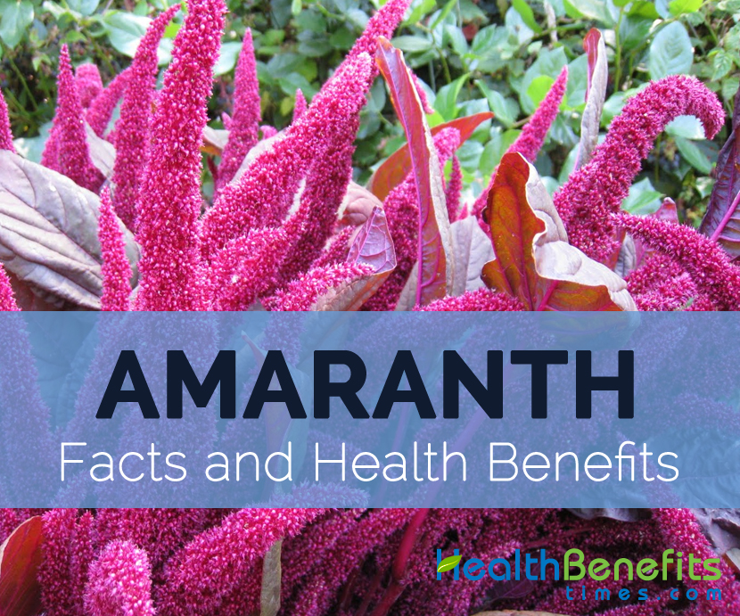 Amaranth-facts-and-health-benefits