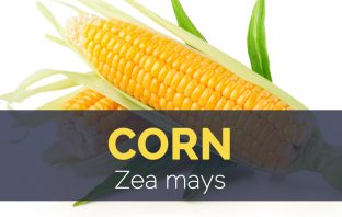 Corn - Zea mays