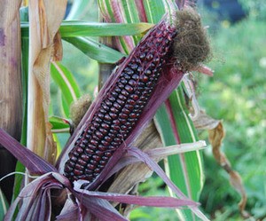 Japanese striped maize
