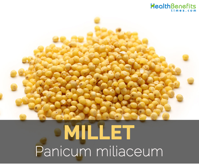 millet-panicum-miliaceum