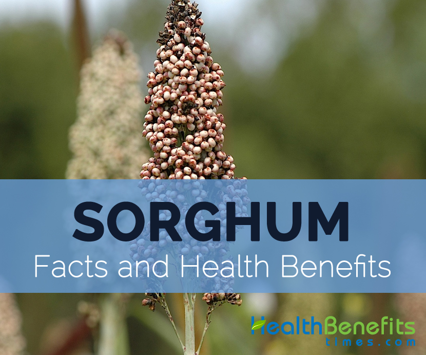 Sorghum-facts-and-health-benefits