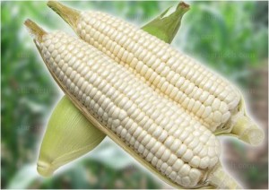Waxy corn