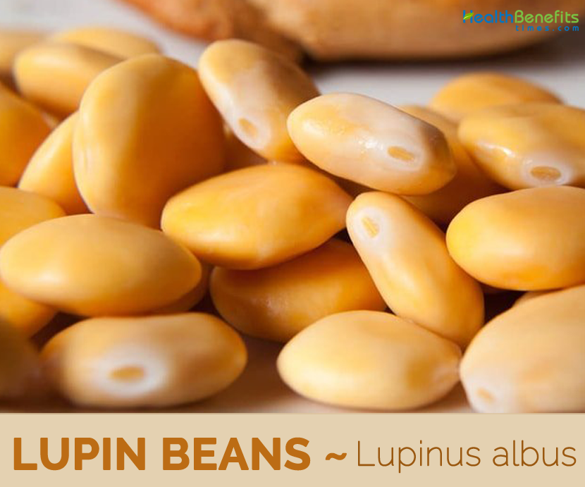 Health Benefits of Lupin Beans
