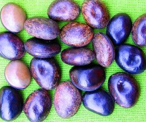 Health benefits of Velvet Bean