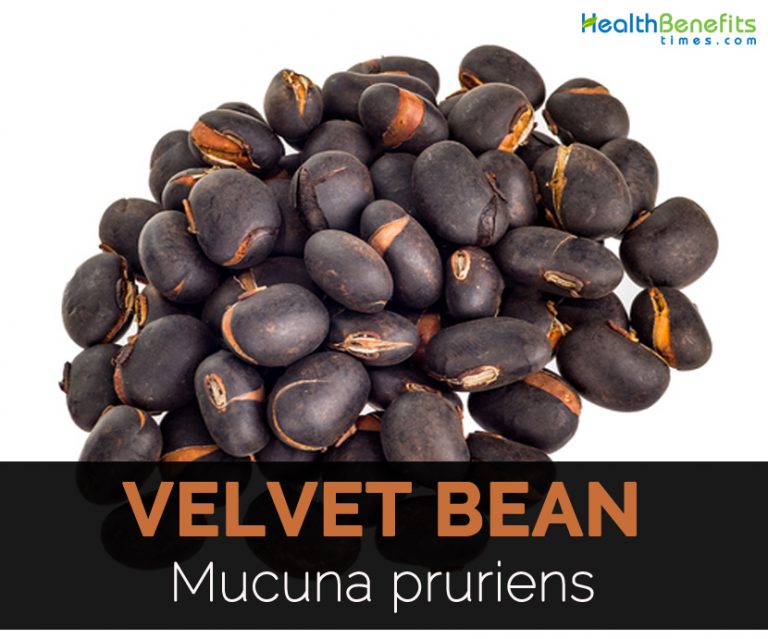 Velvet beans Facts and Health Benefits