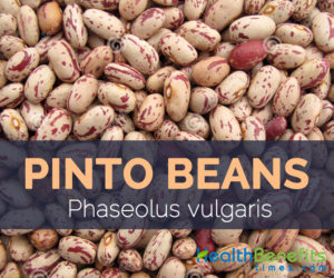 Pinto beans - Phaseolus vulgaris