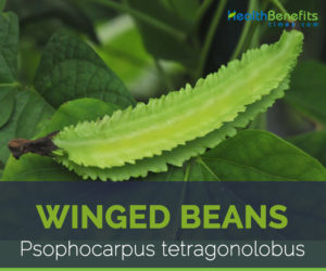 Winged bean facts and health benefits