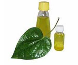 Health Benefits Of Betel Leaf Oil