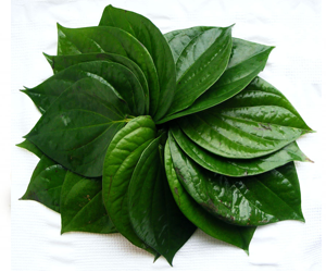 Health Benefits of Betel Leaf