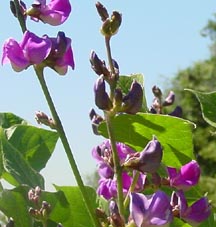 Hyacinth Bean, Asia Purple