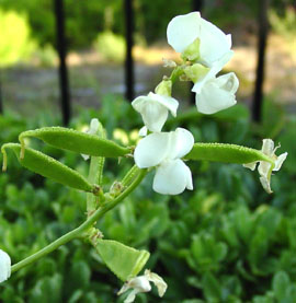 Hyacinth Bean, White Flower