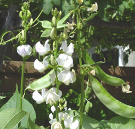 Hyacinth Bean,Asia White