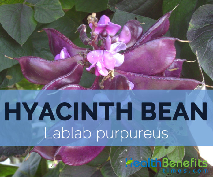 Hyacinth beans Facts, Health Benefits and Nutritional Value