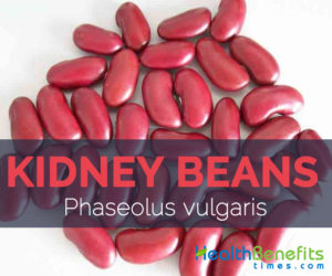 Kidney bean - Phaseolus vulgaris