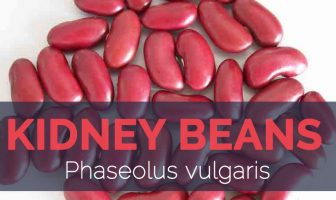 Kidney bean - Phaseolus vulgaris