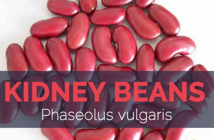 Kidney Beans (Phaseolus vulgaris): Nutrition, Facts and 18 Health Benefits