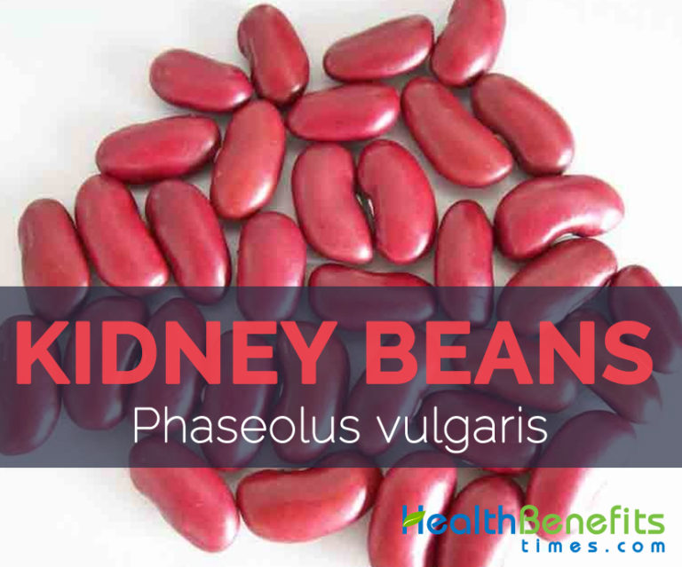 The Kidney Bean beneficial for digestive health