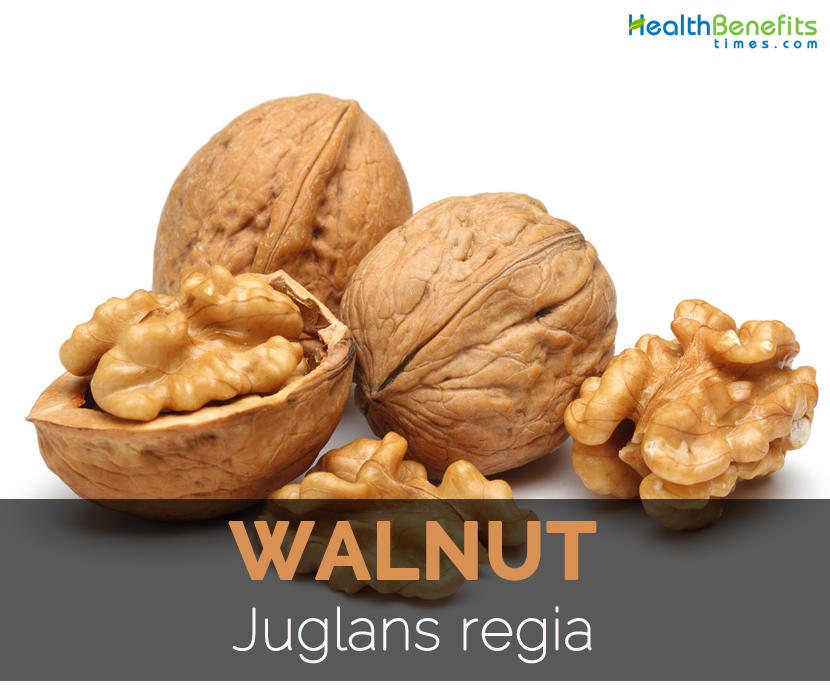 walnut-juglans-regia