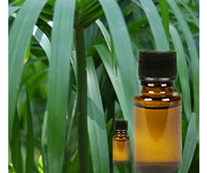 Health Benefits of Cypriol Essential Oil