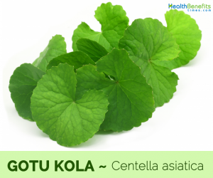 Health benefits of Gotu Kola