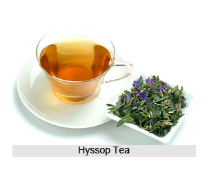Health benefits of Hyssop Tea