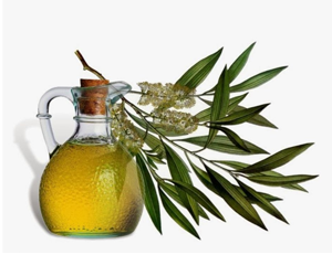 Health benefits of Tea Tree Oil