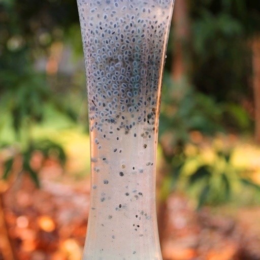 Holy Basil Seeds nutrition facts and health benefits HB times