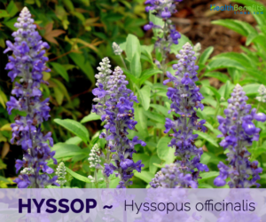 Top 7 health benefits of Hyssop