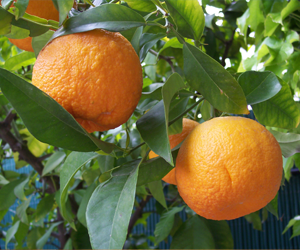 Health benefits of Bitter Orange