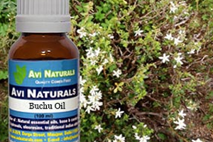 Health benefits of Buchu Essential Oil