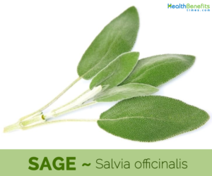 18 Health benefits of Sage