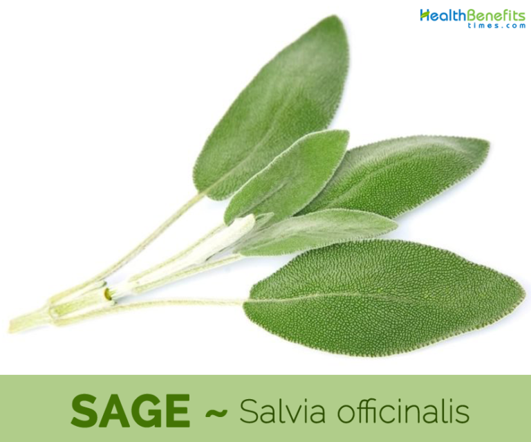 Sage facts and health benefits
