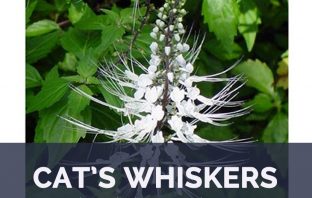 Cat's Whiskers facts and health benefits