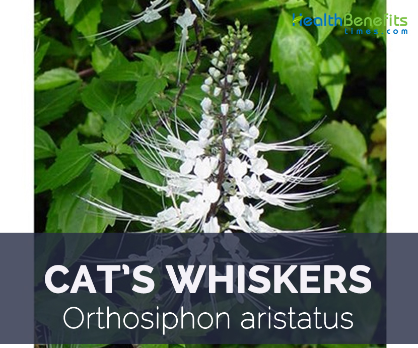 Cat's Whiskers facts and health benefits
